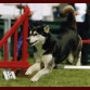 onka en un salto durante una de las competiciones este dia jugabamos en casa club agility maresme Argentona 